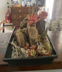 Live Plant