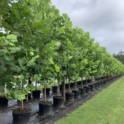 Sycamore Trees 10-12Ft 