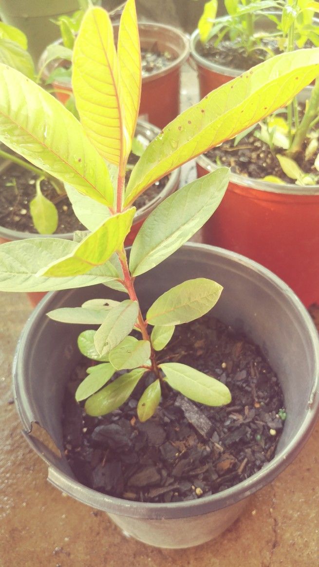 Red Pink Guava Seedling Plant In 1 Gallon Pot