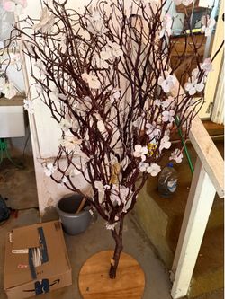 Árbol 🌳 de manzanita