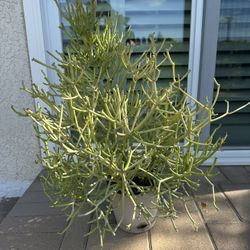 Pencil Cactus (Fire Stick Plant) 