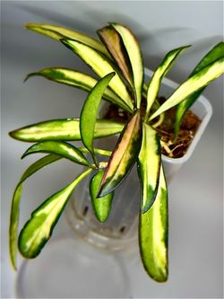 Hoya Kentiana inner variegated
