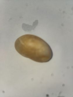 a Gobi Agate