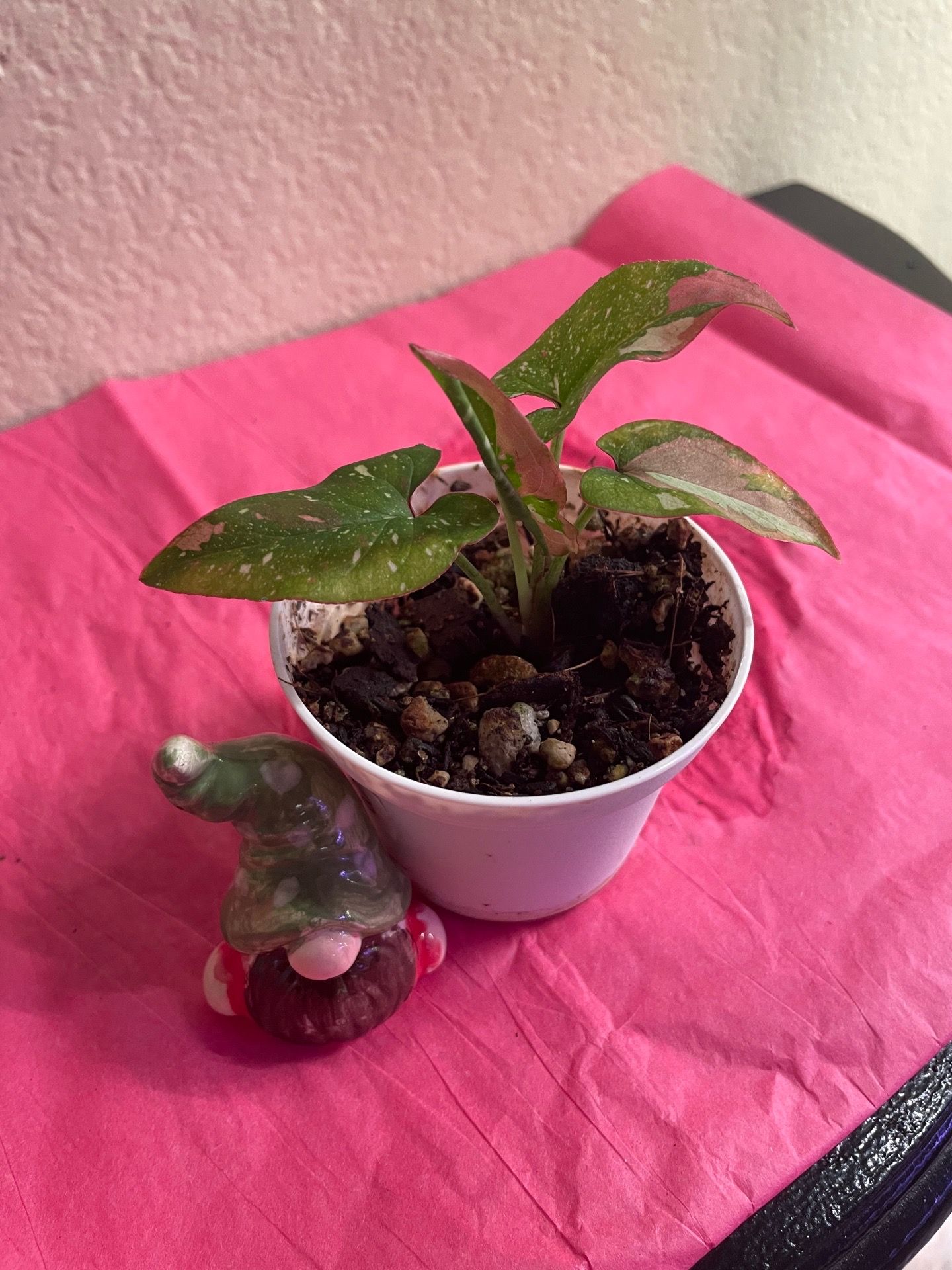 Syngonium Red Tri Color