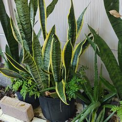 Snake Plant
