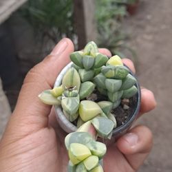 Variegated Succulent 