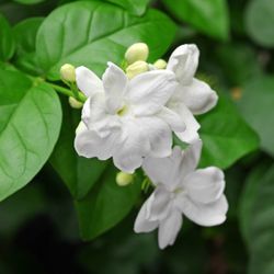 Arabian Jasmine Flower Vine Alluring Fragrance Plant - 3 gallon pot