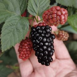 thornless blackberry Plant 