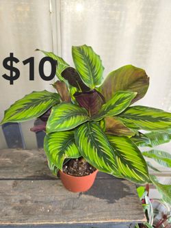 Calathea