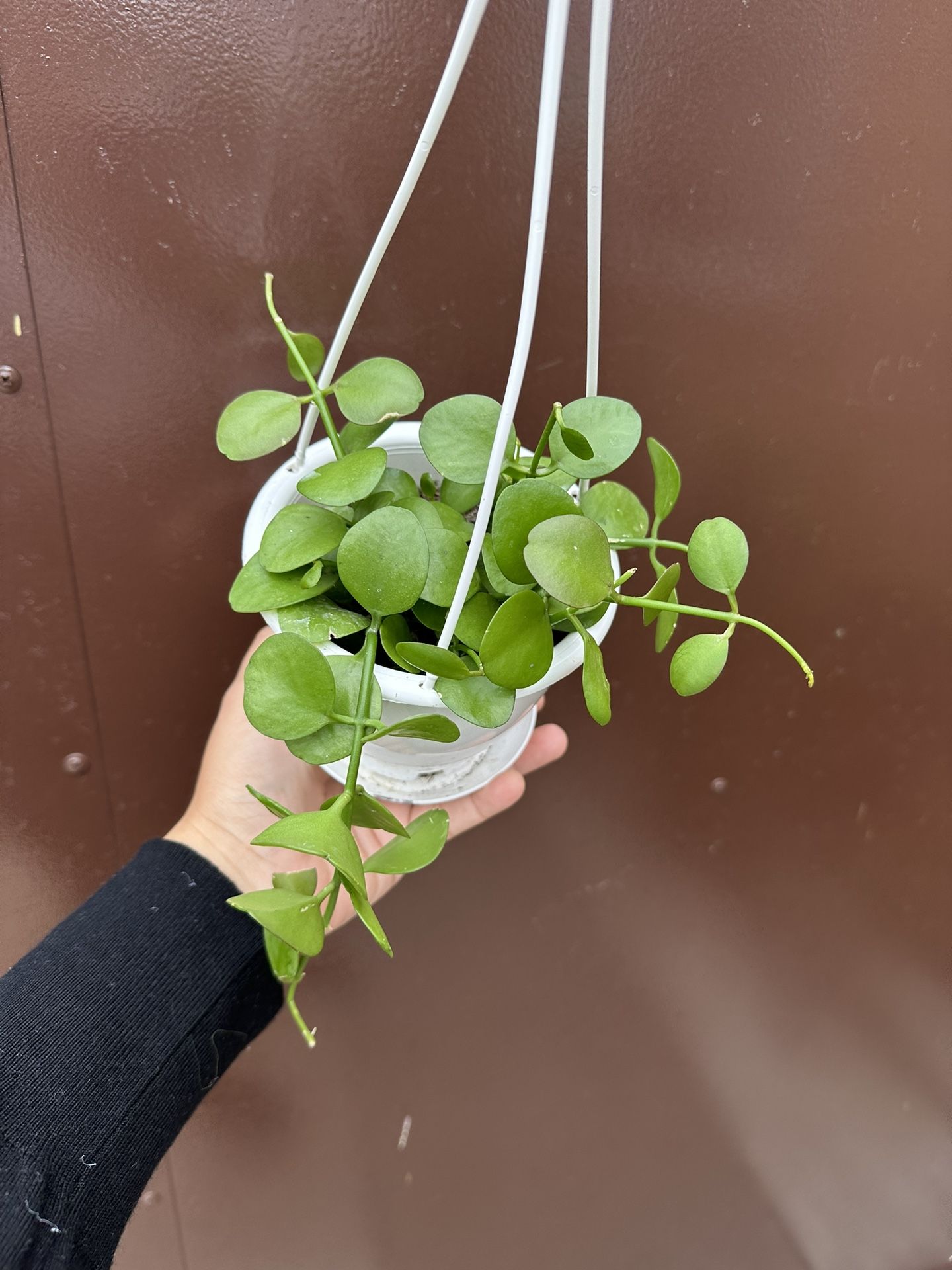 5” Dischidia Green Apple 