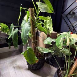 Large Jose Buono Philodendron 