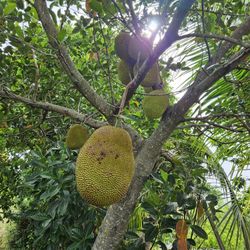 Jack fruit for sale.