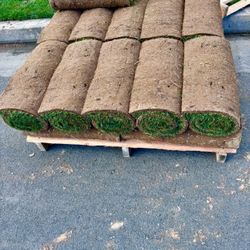 Fresh SOD ( Rolls Of Grass)