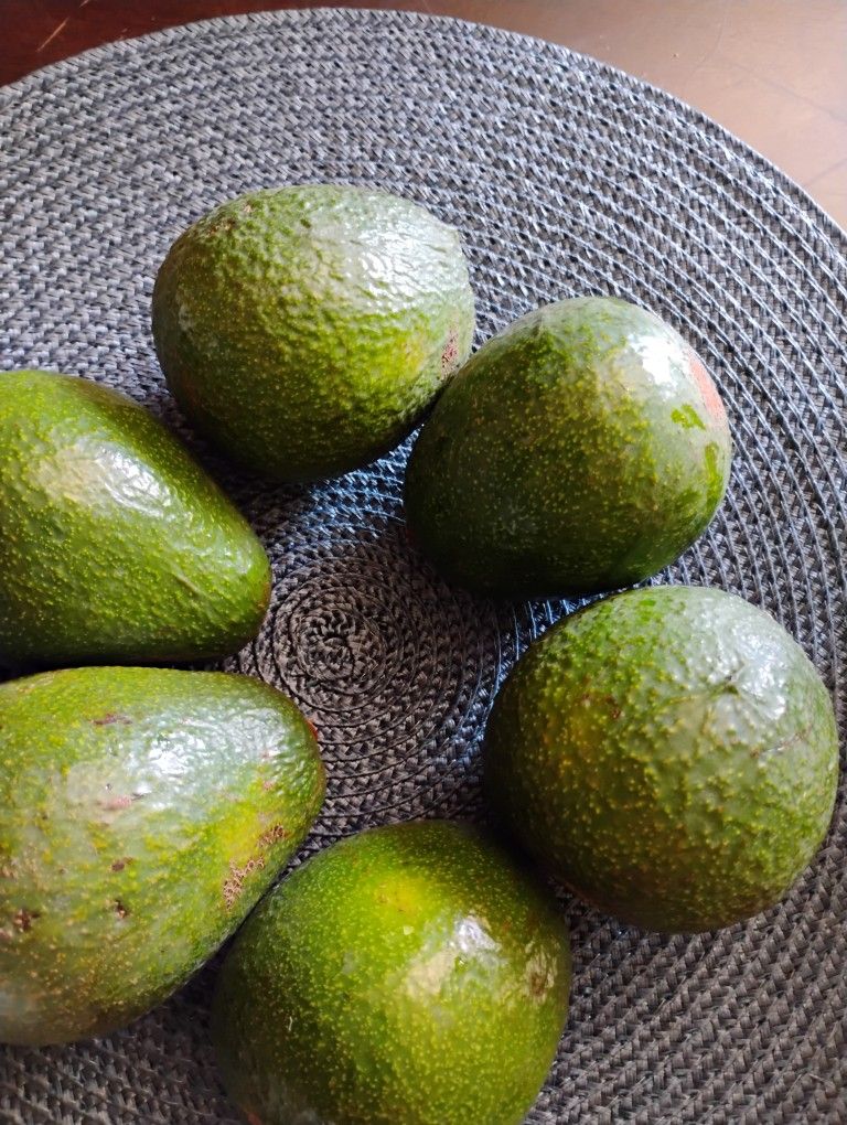 Selling Avocados 🥑