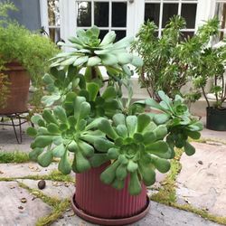 28” High Succulent Plant In 12” x  14” W Ceramic Pot With Under Ceramic Plate 