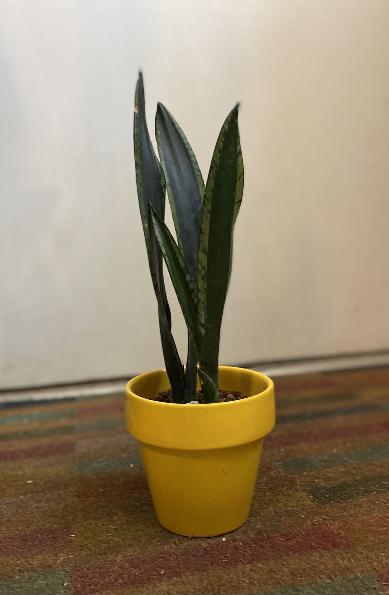 Indoor Mother-in-Law Or Snake Plant