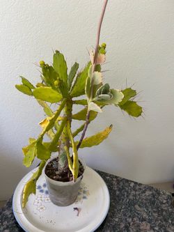 Drooping Prickly Pear Cactus and  Lavender Scallops Succulent Plants