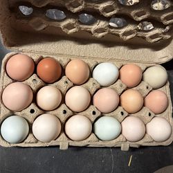 Fresh Farm Eggs