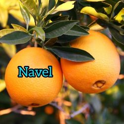 We Have Citrus trees Full Of Fruits 