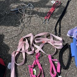Dog Collar And Leashes And Harness