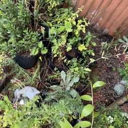 Perennial Flowering Plants $2-$5