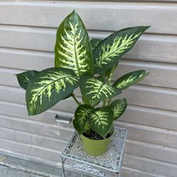 6” Dieffenbachia Tropic Snow