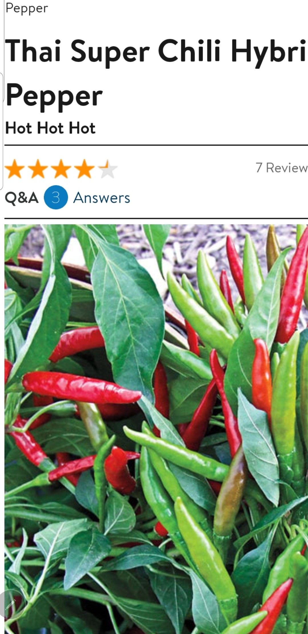Thai super chili hybrid pepper plant