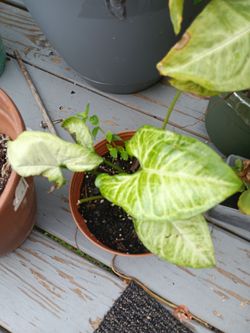 Singonium