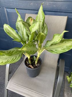 Alglonema Silver Bay 