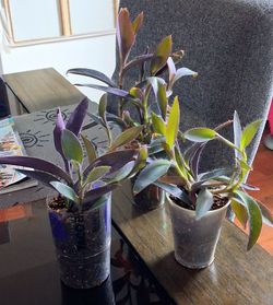 Live Healthy Purple Hearts indoor outdoor Houseplants  each $5 . Cash Only