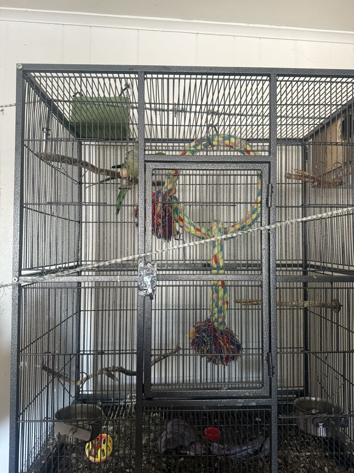 Pair Of Young Quakers