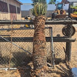 Sago Palm Tree For Sale Available $100 OBO
