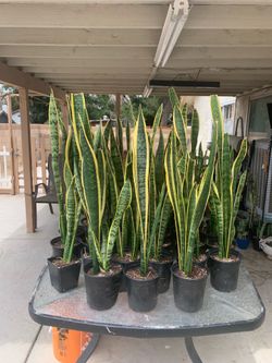 Snake plants 🪴