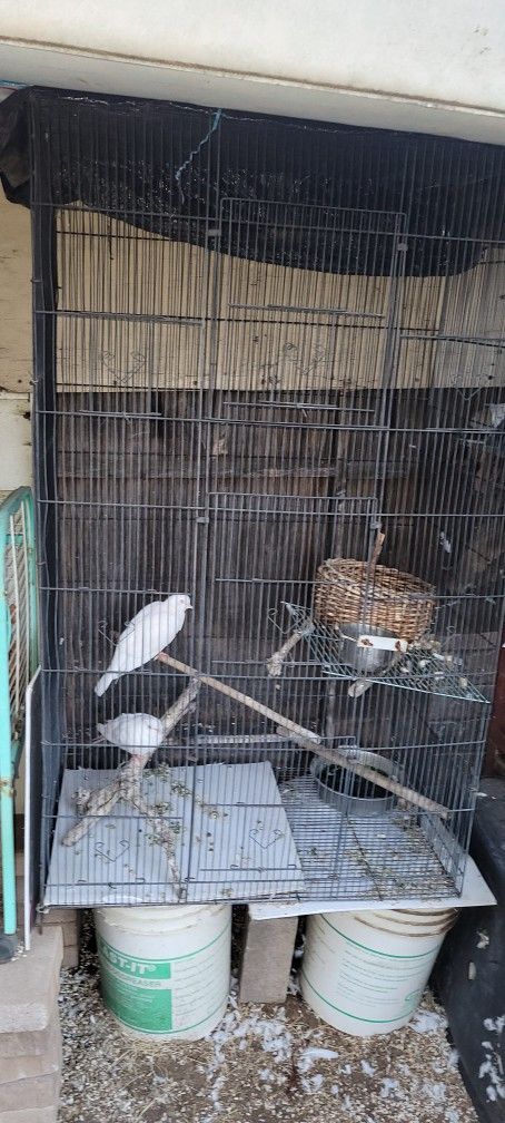 Bird Cage