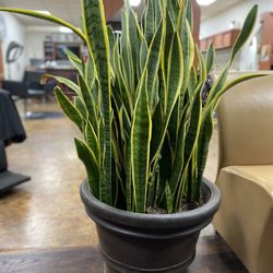 Large Plant