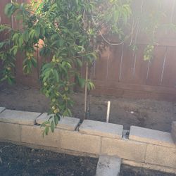 Peaches Tree