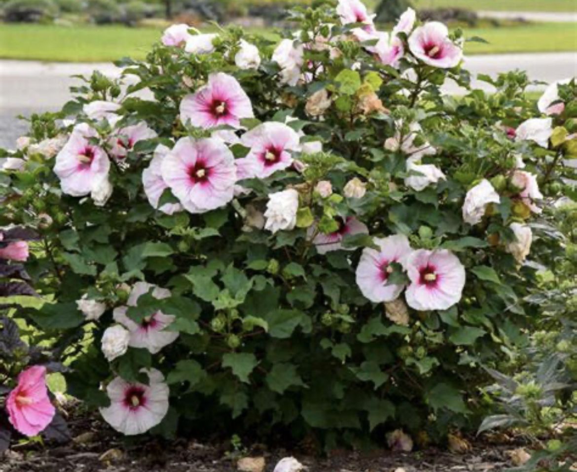 Pink Hibiscus Perennial Hardy Plant 