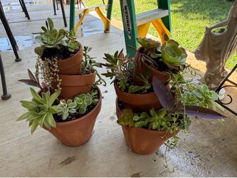 Tera cota planters