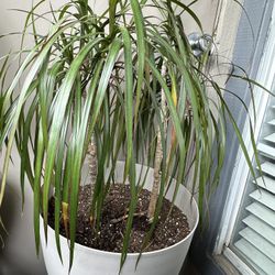 Natural Dracaena Plant in 12" Self-Watering Pot - Elegant Indoor Greenery for Any Space