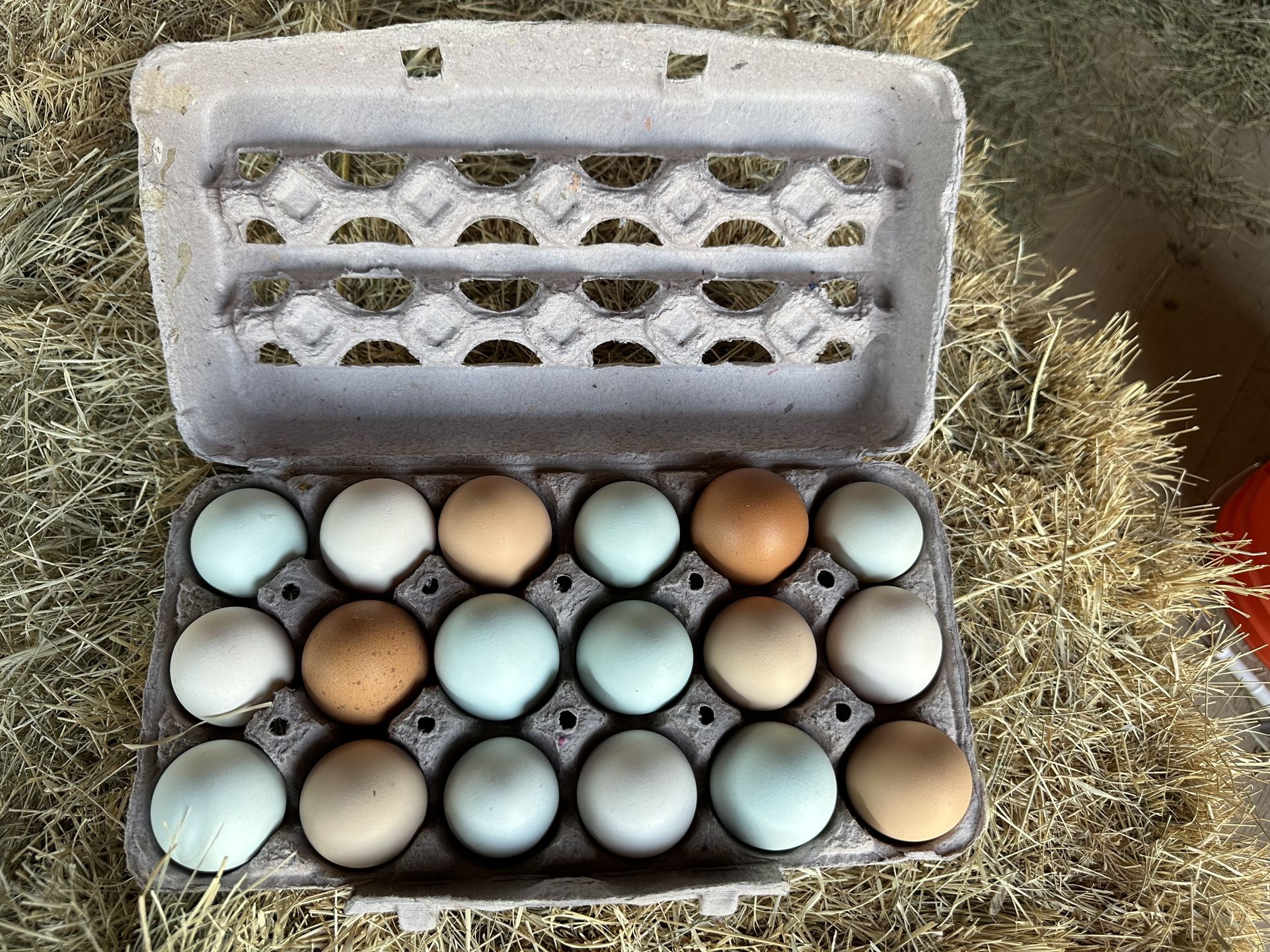 Organic Chicken Eggs 