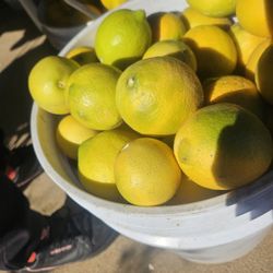 Limones Amarillos.   75c. Libra 