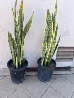 Two 10” pots with plants