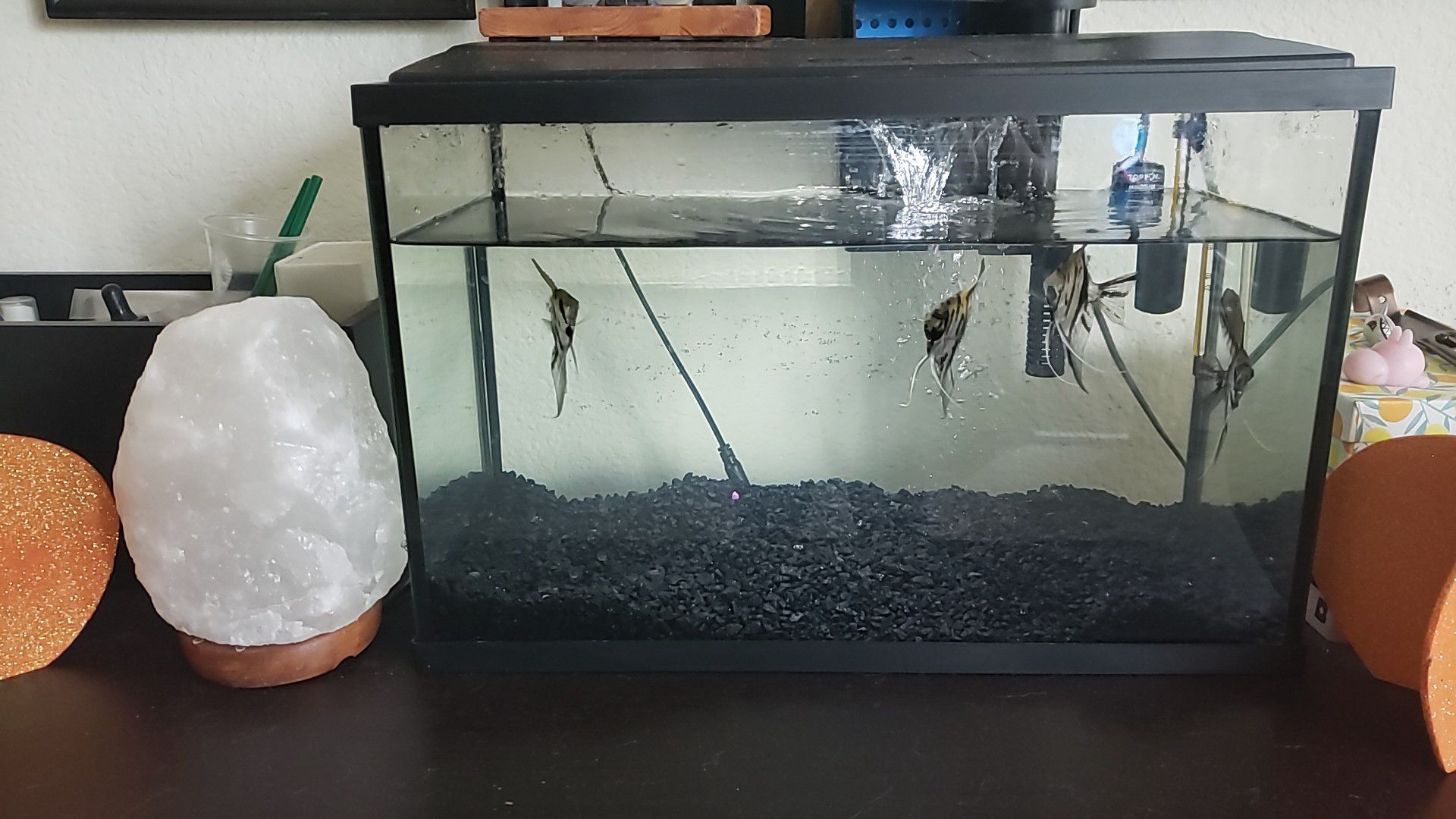 Marbled Angel Fish with TopFin Tank with accessories