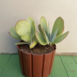 Succulent THYRSIFLORA