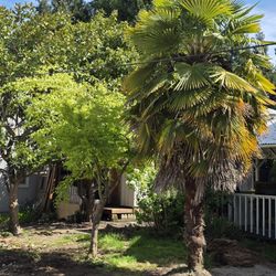 Beautiful 16 Ft Palm Tree!