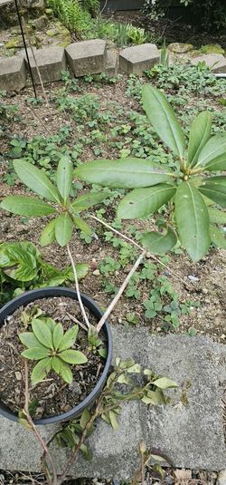 Rhododendron