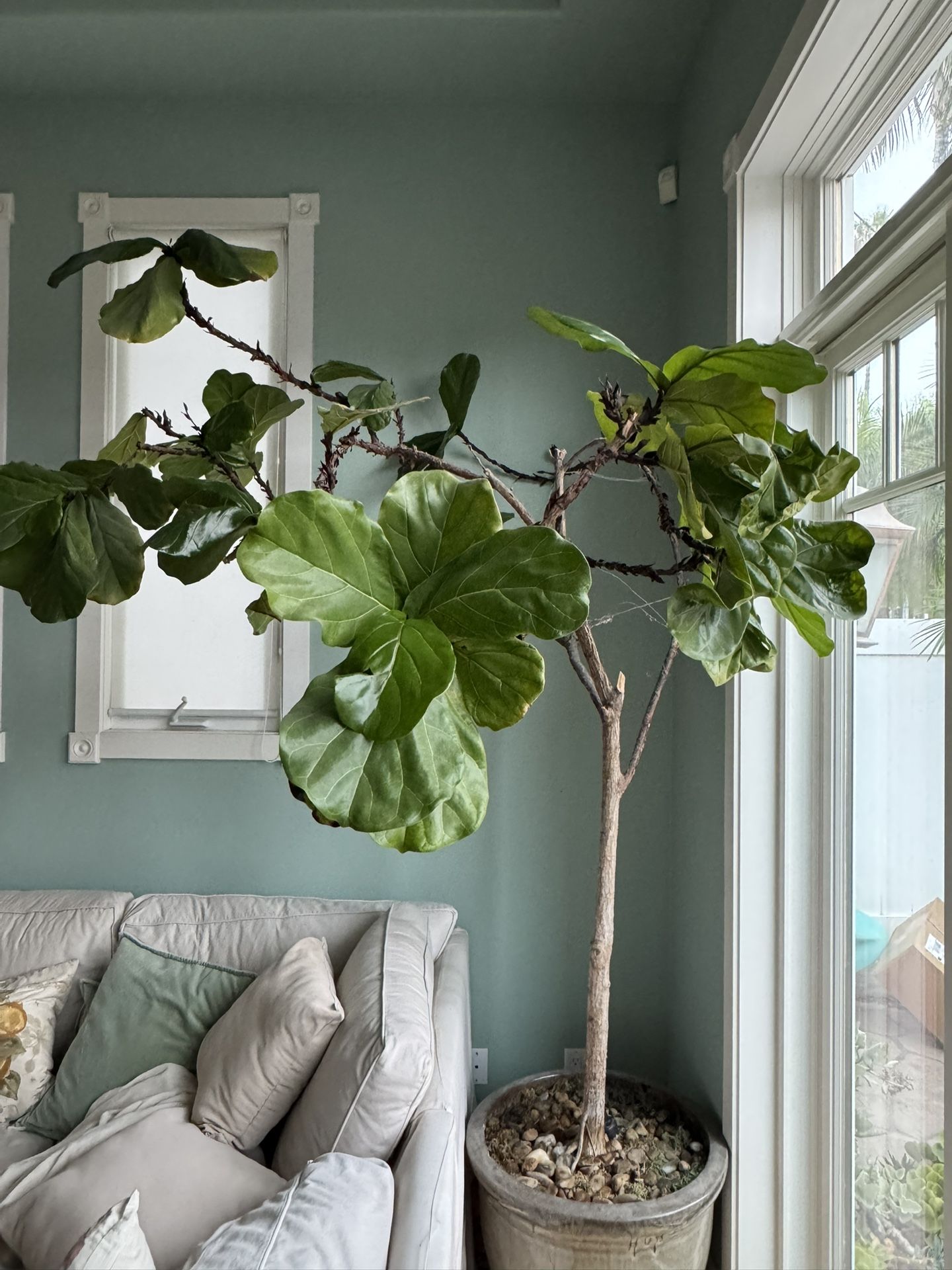 Fiddle Fig