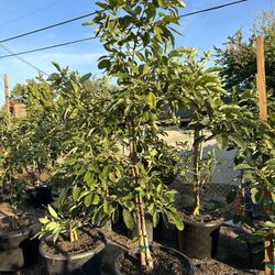 Hass Avocado Tree