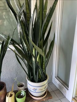 Tall snake plant in modern planter