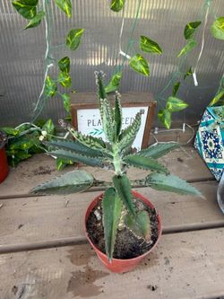 Plant